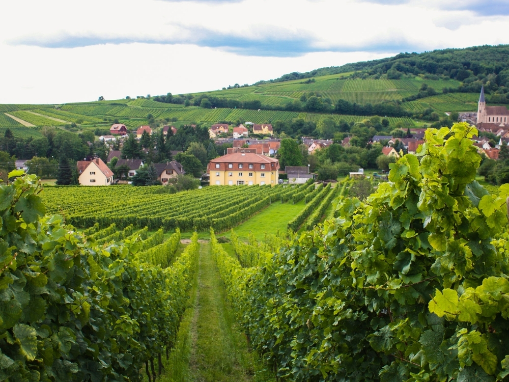 Vùng trồng nho Alsace